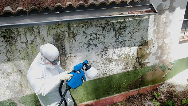 Top rated local Mold Removal specialists in Springfield, VA